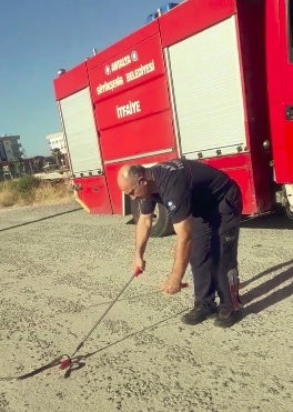 Yakaladığı Yılanın Başın Ezen İtfaiye Grevlisi Hakkında İnceleme Başlatıldı