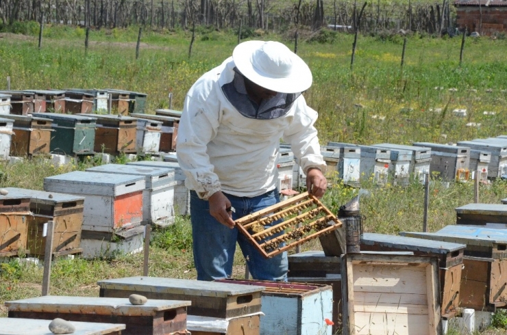 Ordu’da Bal Üretiminde Büyük Düşüş