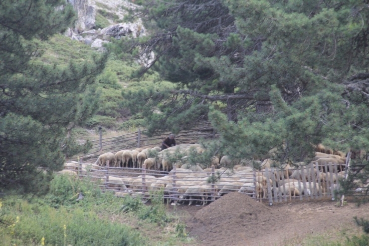 Yaylacı Göçerler Dönüş Yolunda