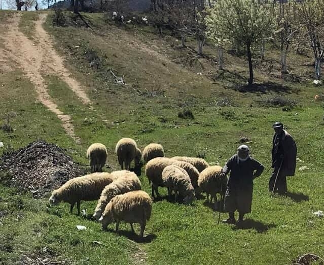 Yaylacı Göçerler Dönüş Yolunda