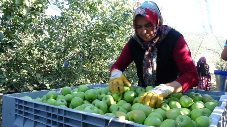 Isparta’da Elma Hasadı Başladı, Başkan Selçuk Hayati Bir Çağrı Yaptı