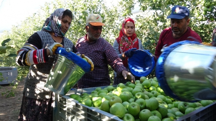 Isparta’da Elma Hasadı Başladı, Başkan Selçuk Hayati Bir Çağrı Yaptı