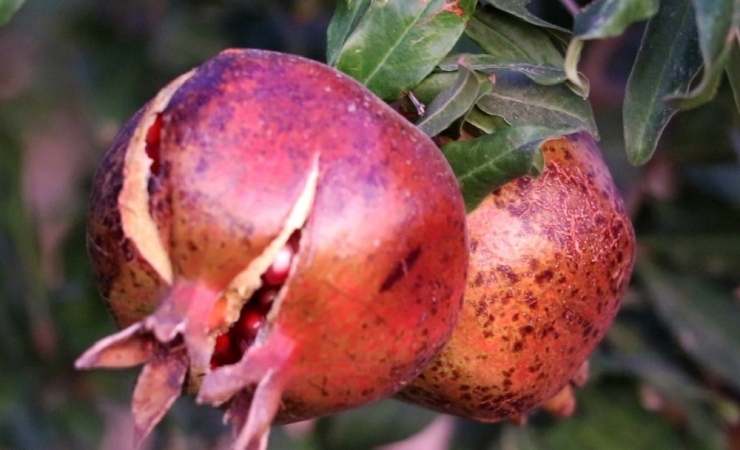 Karaköprü Narı Tescillendi