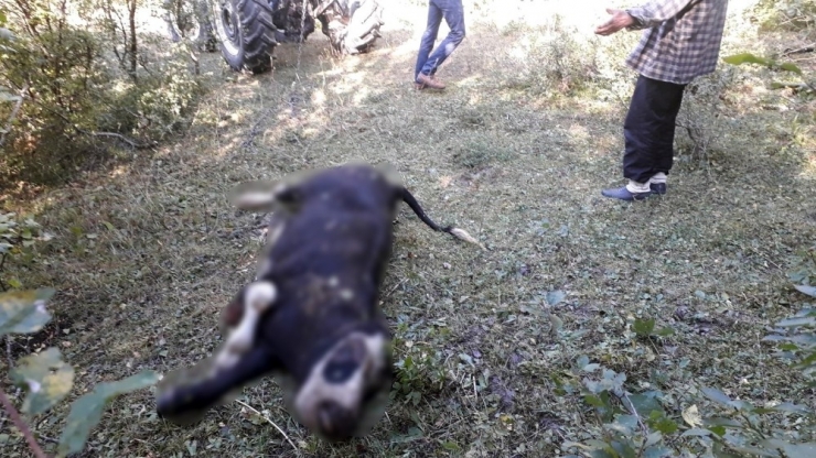 Ayı, Kaçırdığı Danayı Ormanlık Alanda Parçaladı