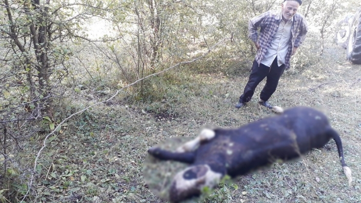 Ayı, Kaçırdığı Danayı Ormanlık Alanda Parçaladı