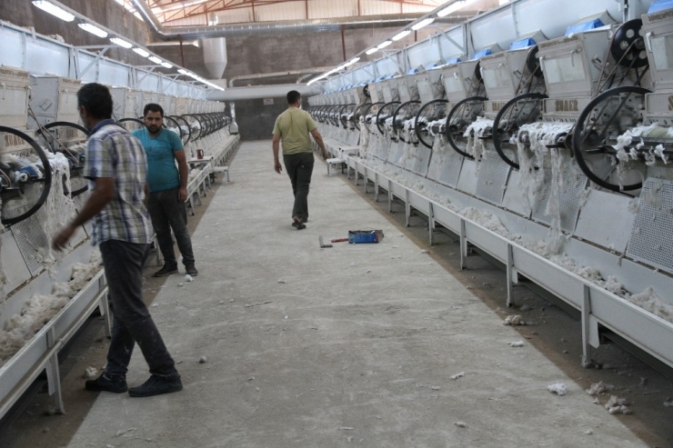 Mardin’de Pamuk Hasadı Başladı, Fiyatlar Beklentilerin Altında