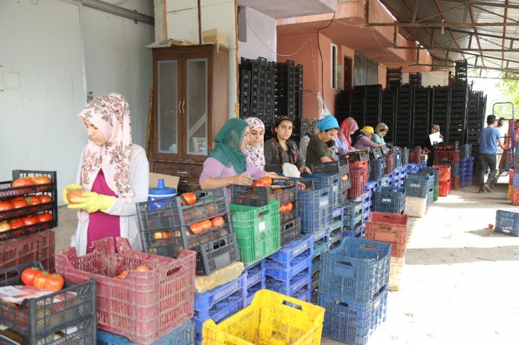 Mezitli Belediyesi, Domates Üreticilerine Kucak Açtı