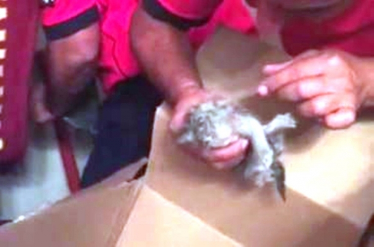 Bacaya Sıkışan Yavru Kediyi İtfaiye Kurtardı