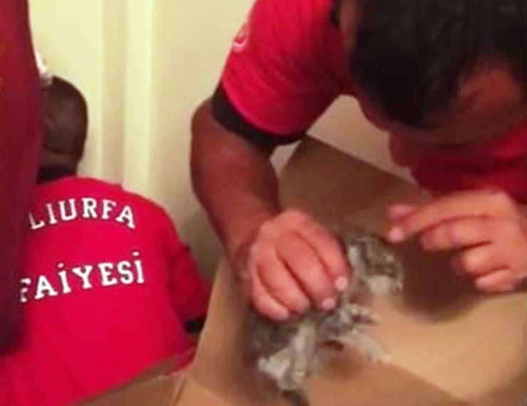 Bacaya Sıkışan Yavru Kediyi İtfaiye Kurtardı
