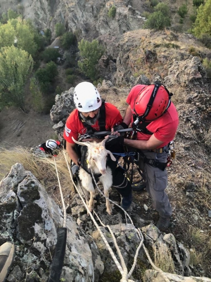 İtfaiye Ve Akut Keçiyi Kurtarmak İçin Seferber Oldu