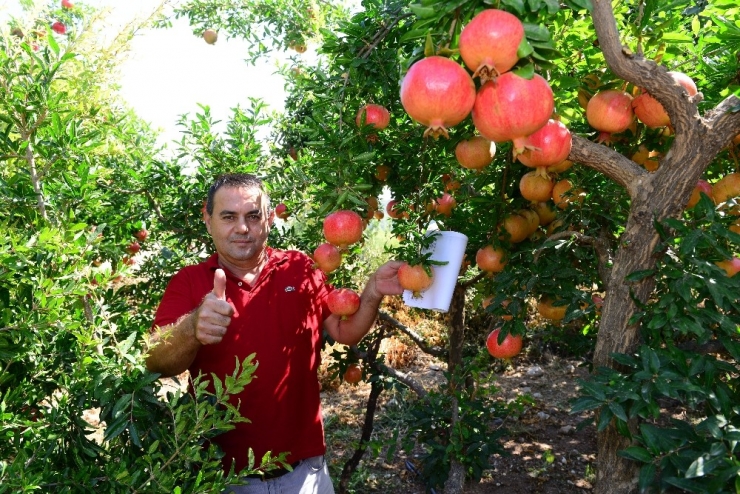 Antalya Nar Hasadına Hazırlanıyor