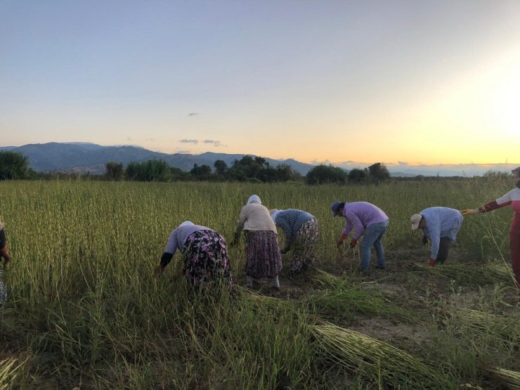 Aydın’da Susam Hareketliliği