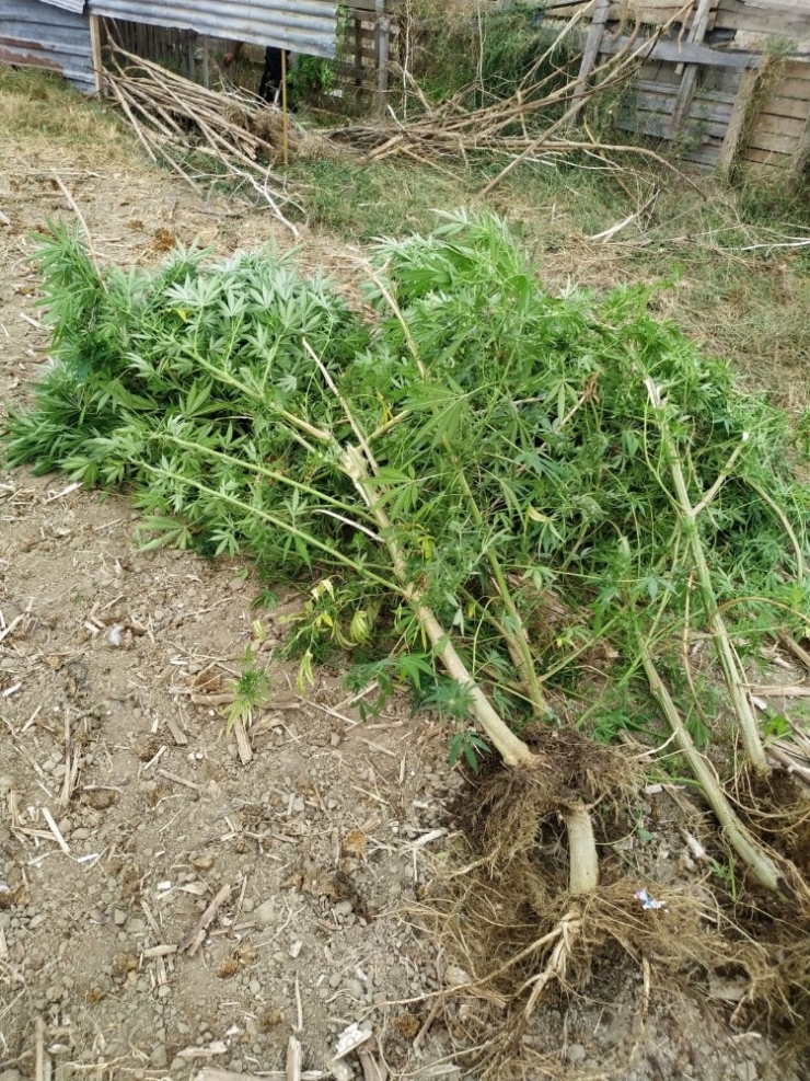 Evde 2,5 Metre Boyunda Kenevir Yetiştirdi