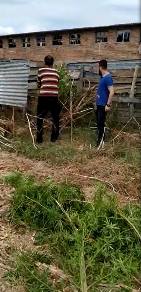 Evde 2,5 Metre Boyunda Kenevir Yetiştirdi