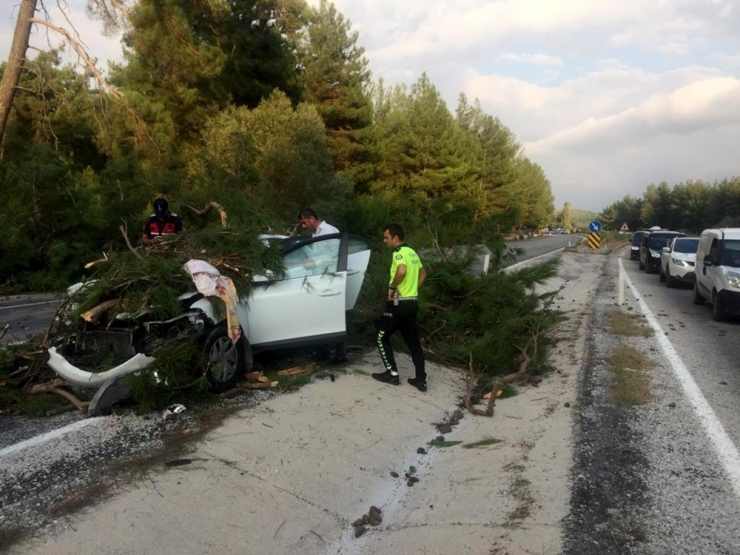 Muğla’da Seyir Halindeki Aracın Üzerine Çam Ağacı Devrildi