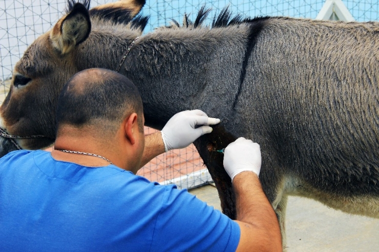 Vicdansızlar Eşeği Tüfekle Vurdu