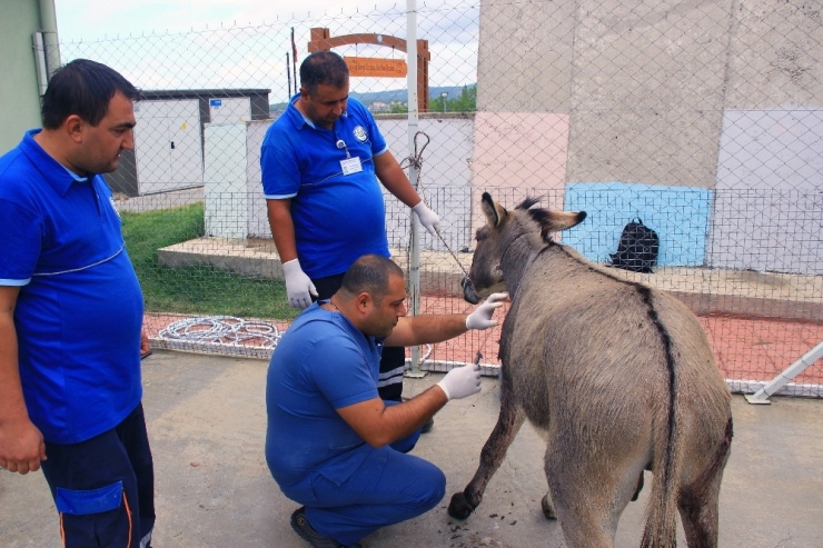 Vicdansızlar Eşeği Tüfekle Vurdu