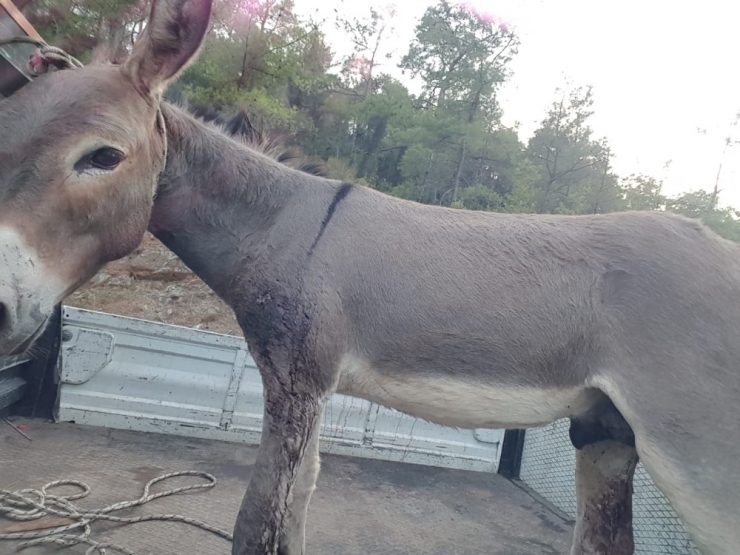 Otelden Kaçan Eşek Silahla Vurularak Yakalandı