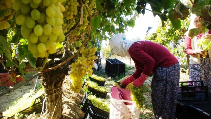 Ülgen’den Üreticilere Uyarı: "Üzümleri Peşin Satın"