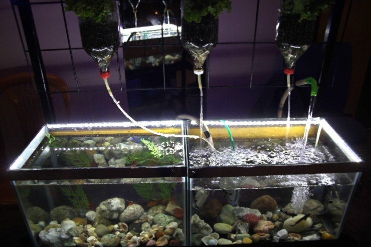 Akvaryumdaki Balıkların Atıkları Marullara Gübre Oluyor