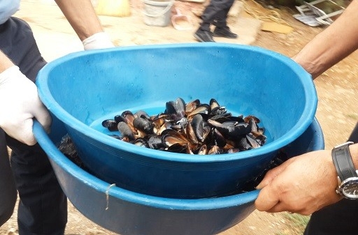 Antalya’da 1.5 Tonluk Midye Operasyonu