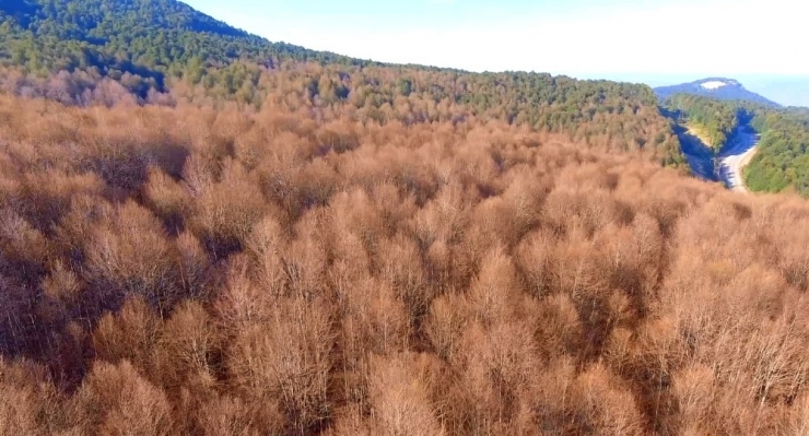 Tırtıllar Ormanı Böyle Kuruttu...kimse ’Dur’ Diyemiyor...sararan Ağaçlar Havadan Görüntülendi