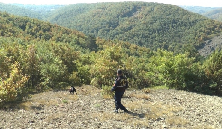 Ormana Çıra Toplamaya Çıktı Kendisinden Bir Daha Haber Alınamadı