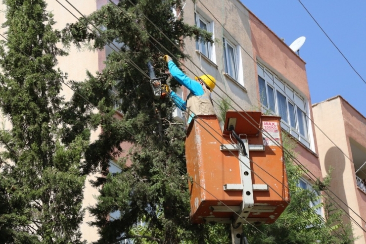 Haliliye Belediyesinden Budama Çalışmaları