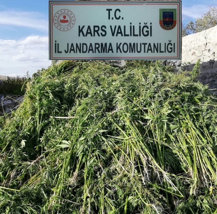 Kars’ta 17 Bin Kök Kenevir Ele Geçirildi