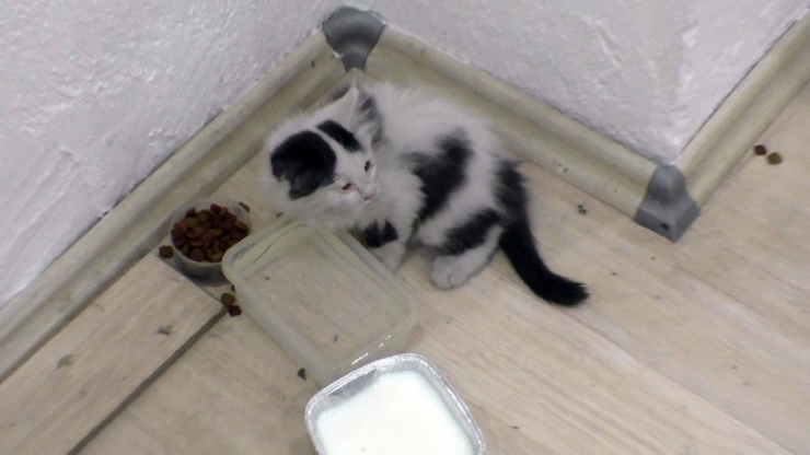 Havalandırma Boşluğuna Düşen Yavru Kediyi İtfaiye Kurtardı