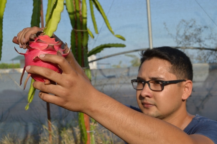 Ejder Meyvesiyle Tanışan Üretici Kazancını Katladı