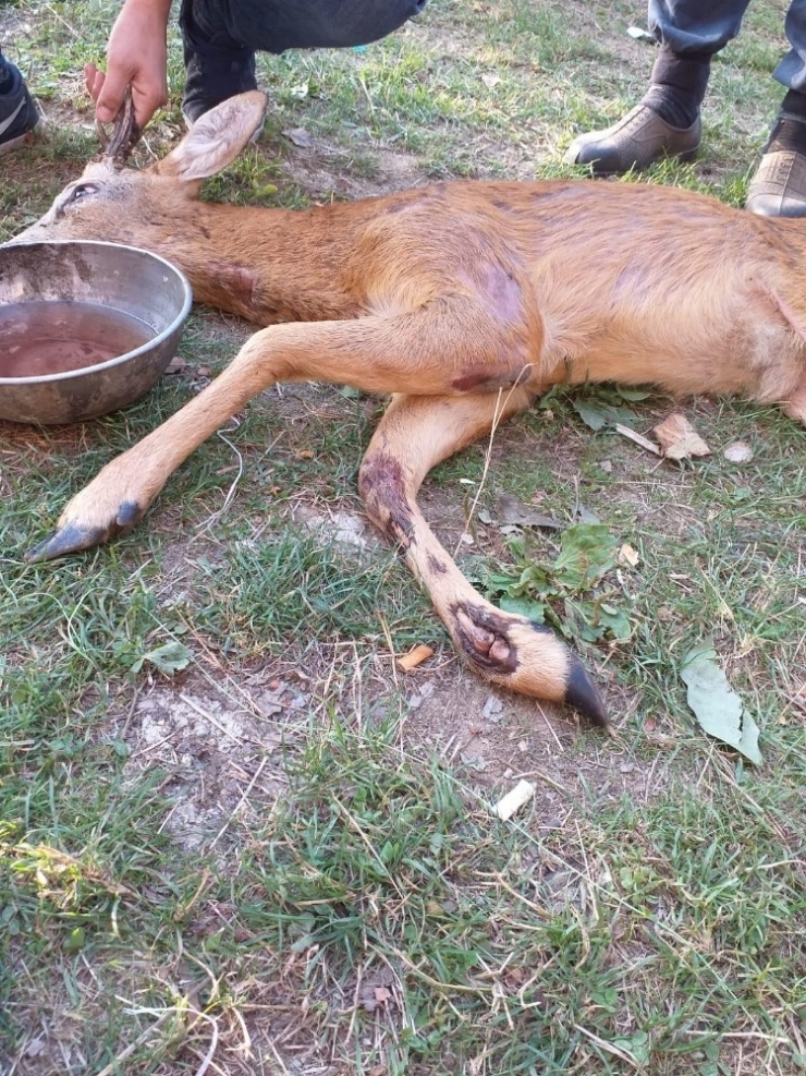 ’Karacalar’ Başıboş Köpeklerin Tehdidi Altında