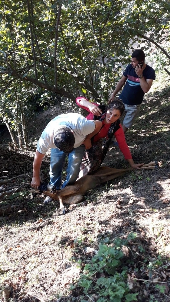 ’Karacalar’ Başıboş Köpeklerin Tehdidi Altında