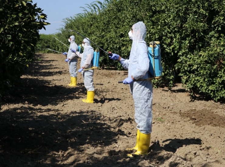 İhracatı Durma Noktasına Getiren Zararlıya Karşı Önlem Artıyor