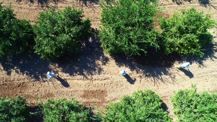 İhracatı Durma Noktasına Getiren Zararlıya Karşı Önlem Artıyor