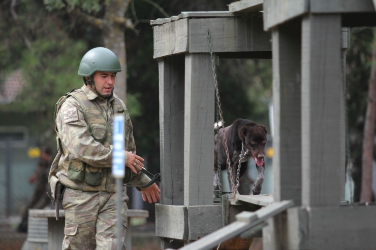 Sınır Ötesi Operasyonlara Yerli Irk Köpek