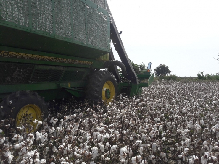 Türkiye’nin Pamuk Ambarı Söke Ovası’nda Hasat Buruk Başladı