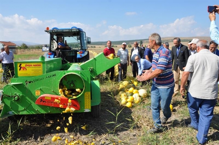 Altıntaş’ta ’Çerezlik Kabak’ Hasadı Başladı