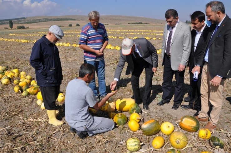 Altıntaş’ta ’Çerezlik Kabak’ Hasadı Başladı