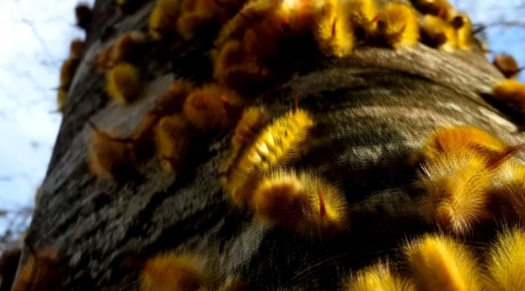 Ormanları Saran Tırtıllar İnegöl Ekonomisini Tehdit Ediyor