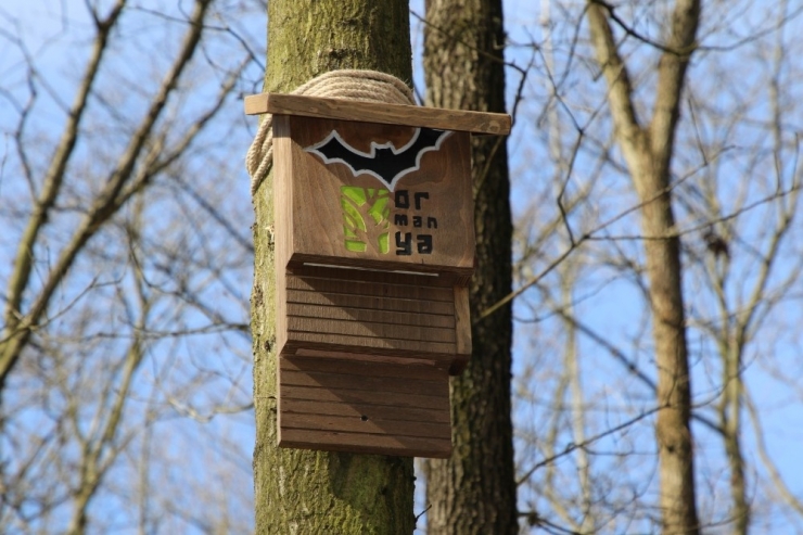 Yarasalar Kış Uykusuna Ormanya’da Yatacak