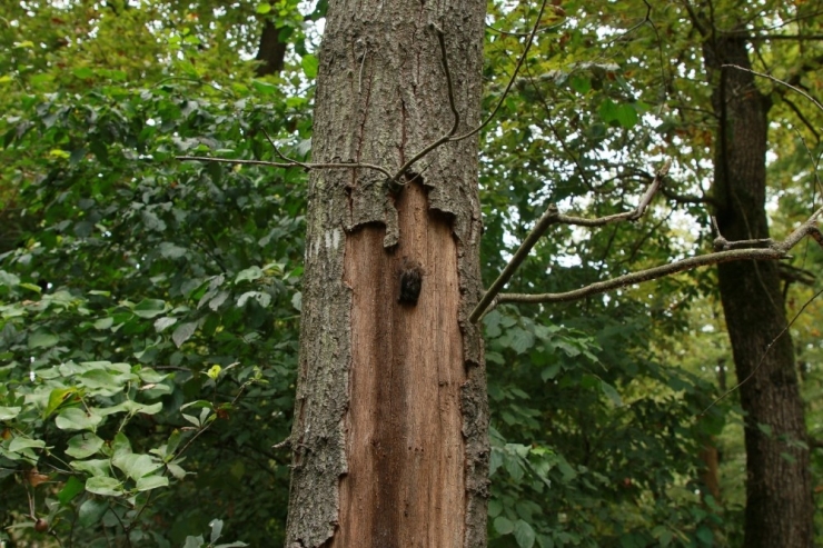 Yarasalar Kış Uykusuna Ormanya’da Yatacak