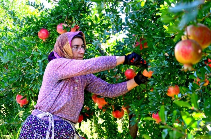 Denizli’de 1 Milyon 400 Bine Yakın Ağaçta 44 Bin 131 Ton Nar Üretimi Yapılıyor