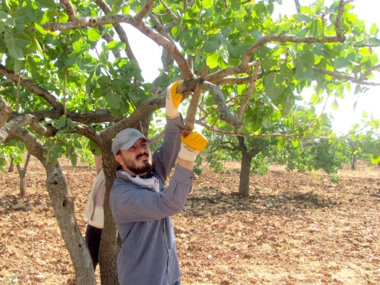 Antepfıstığı’nda Bakım Ve Budama Zamanı