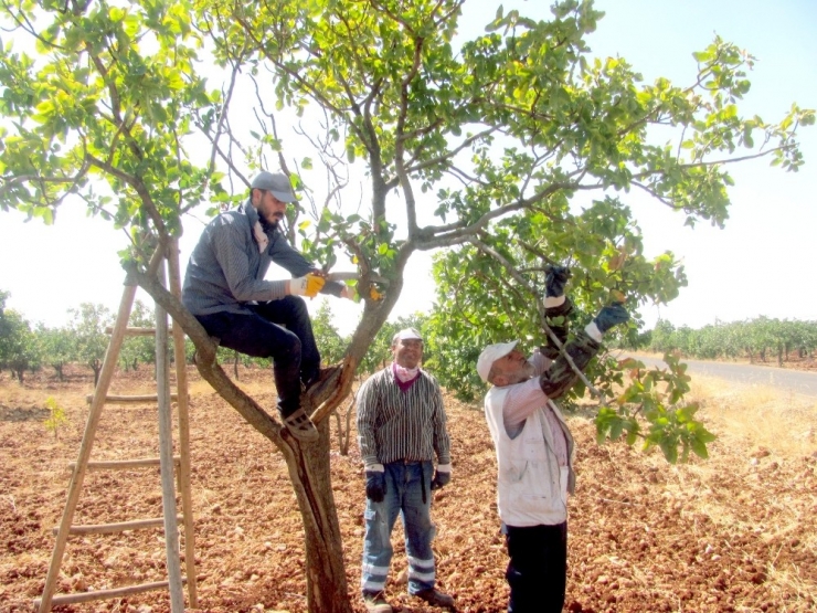 Antepfıstığı’nda Bakım Ve Budama Zamanı
