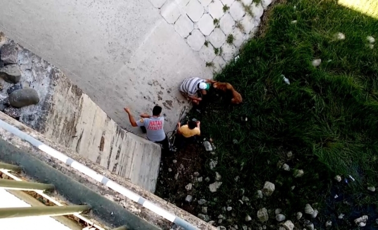 Nehre Düşen Köpek İtfaiyeye Zor Anlar Yaşattı
