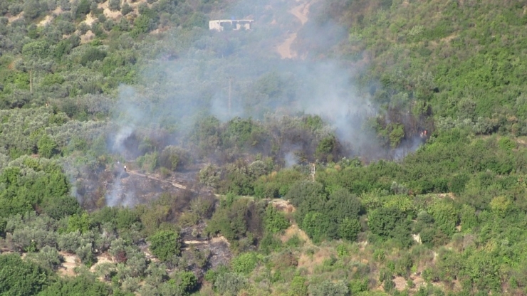 Samandağ’da Zeytinlik Ve Defne Ağaçlarının Bulunduğu Alanında Yangın