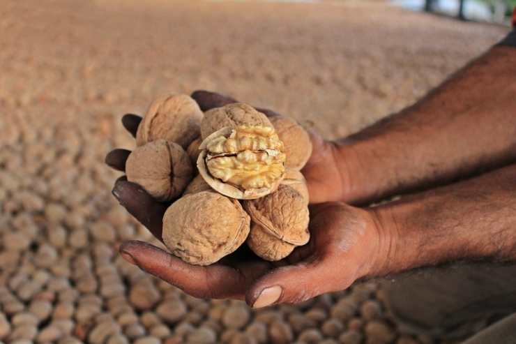 Cevizin Ana Vatanında Hasat Başladı