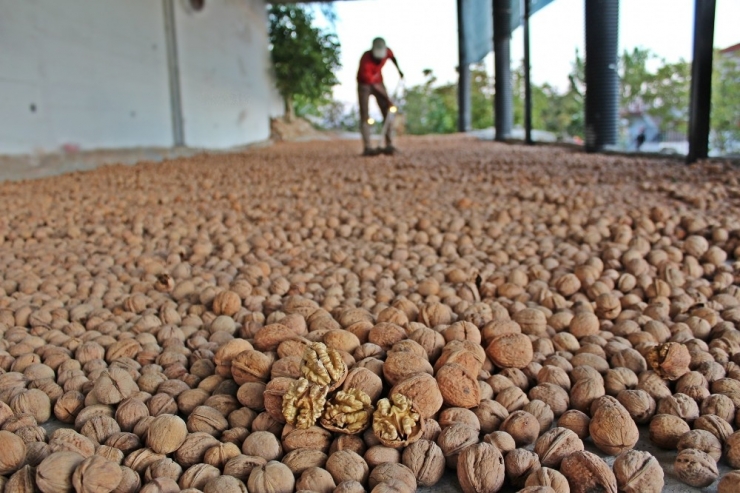 Cevizin Ana Vatanında Hasat Başladı