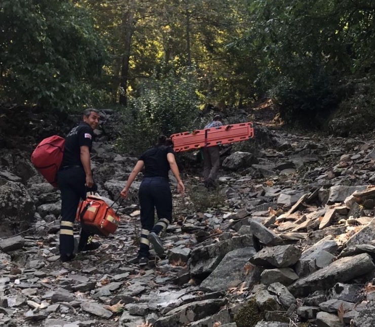 Ceviz Ağacından Düşen Yaşlı Adam Yaralandı